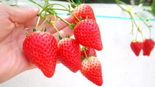 <Web割対象商品>【キングツアーバス旅】房総 海鮮浜焼き食べ放題&いちご狩り♪〔聖蹟桜ヶ丘・府中・調布発〕3